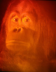 Picture of Chuckie the Orangutan