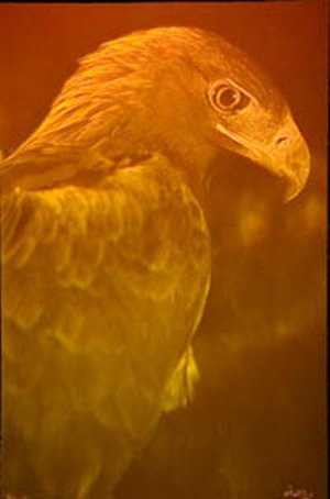 Picture of Icarus the Golden Eagle