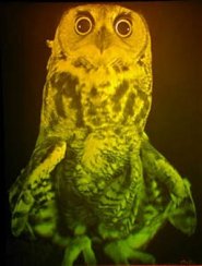 Picture of Ophelia the Great Horned Owl