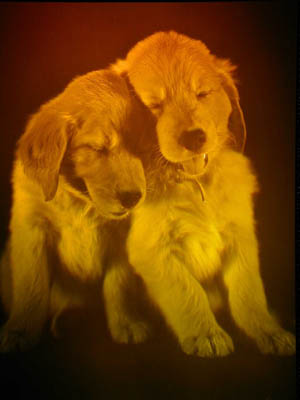 Picture of Golden Retriever Puppies